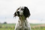 SETTER ANGLAIS 280